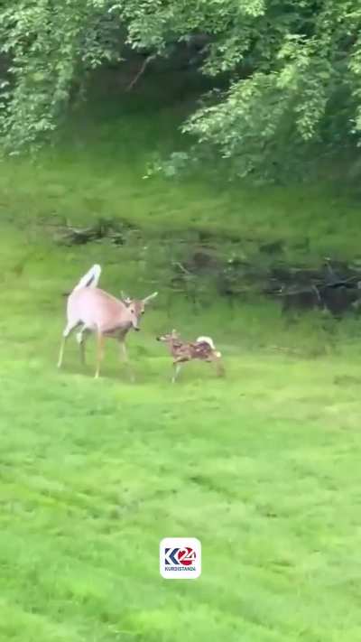 A red fox circles a spirited deer fawn