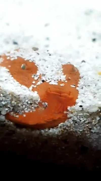 not so successful camouflage