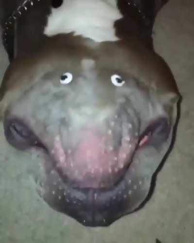 sADisT maKeS a PuPpET oUT OF His oWn doG