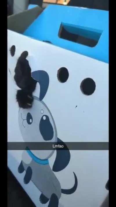 the prisoner has escaped