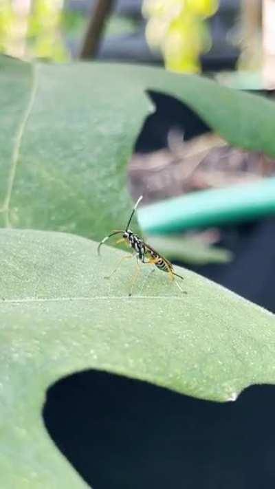 Bug ID please! Found it flying around my garden in Eastern Massachusetts today, thought it looked super cute