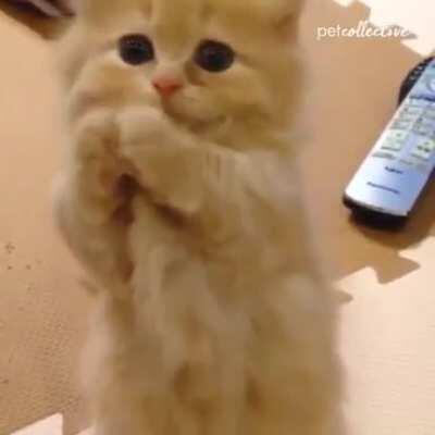 Please... Pretty please...