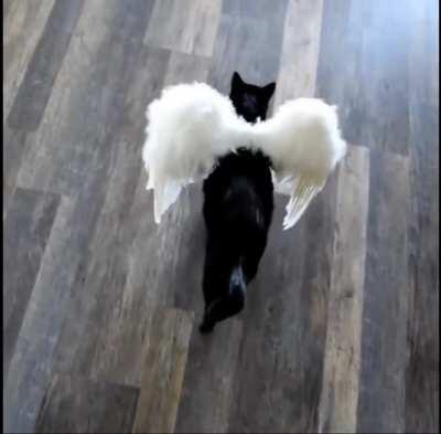 WAP x Toxic (Cardi B - Megan Thee Stallion, Britney Spears, Rover_TheCat) - [2:25]