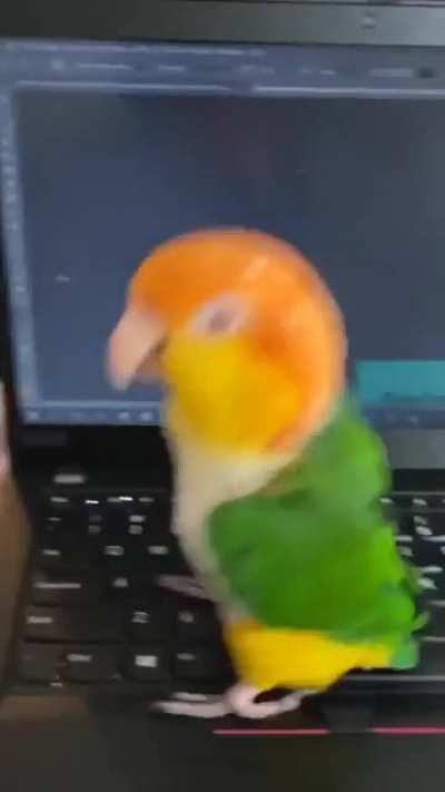 happy happy happy, happy happy happy happpy happy