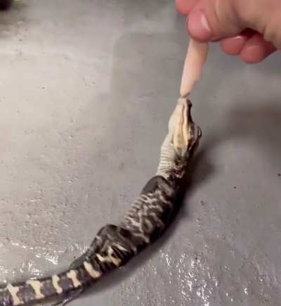 Baby gator just started its first death roll.