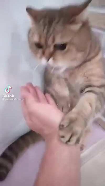Cat-Fu fighting