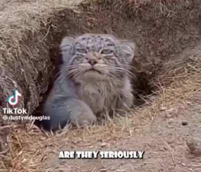 MaNUL SPEAKS
