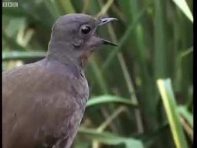 The lyrebird of the genus Menura can imitate the calls of at least 20 species of birds and more interestingly, other sounds it hears. David Attenborough shows one imitating a variety of unexpected sounds.