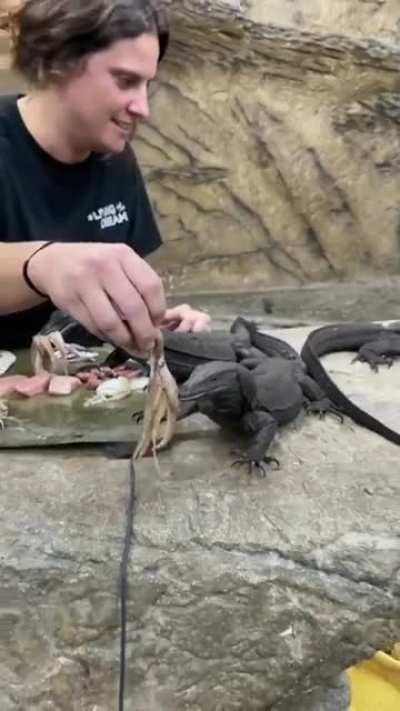 Комодские варанчики