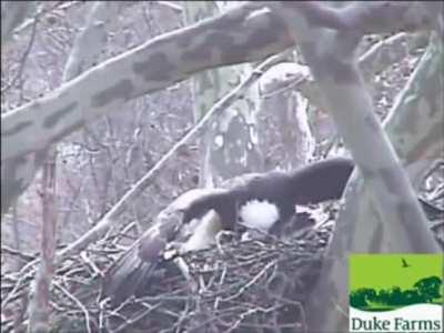 to attack an eagle's nest
