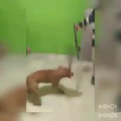 Pode entrar que ele morde não. Só dá facada