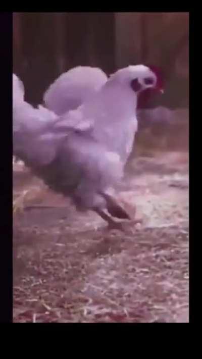 Vc esta vendo um mestre trabalhando