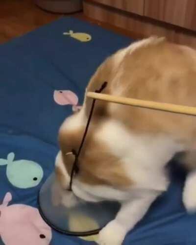 When the cat won’t let you put on their cone