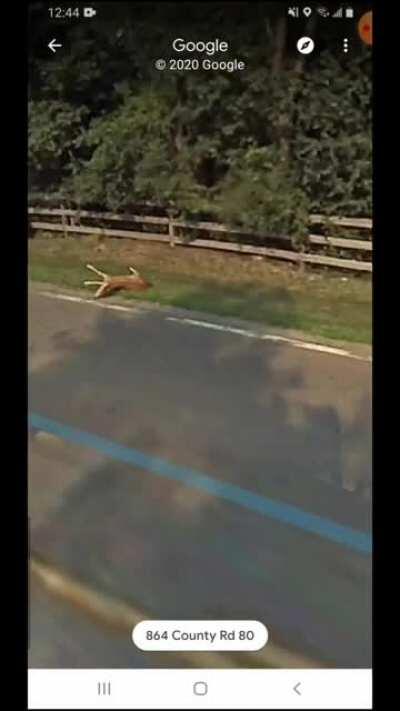 Google car hit bambi