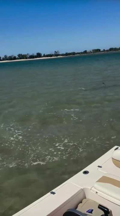 🔥Ray bamboozles Hammerhead with aerial acrobatics