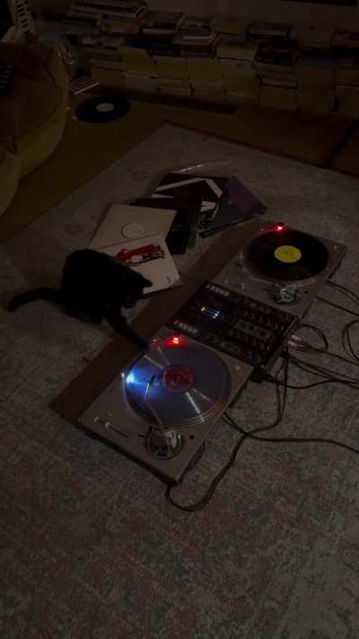 Now that's a house cat