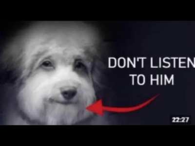 This ddog is fucked up brah