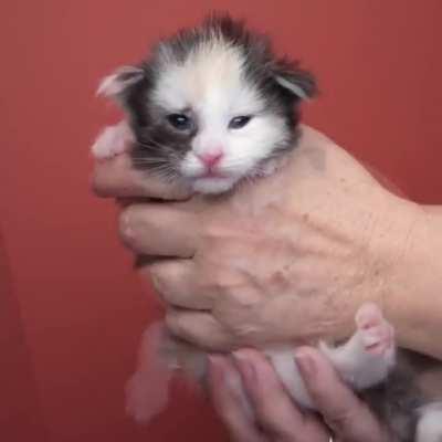 Heartwarming journey of a kitten growing up 🥹