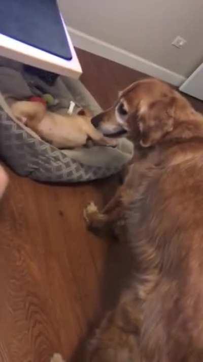 Just a puppy playing with his brother