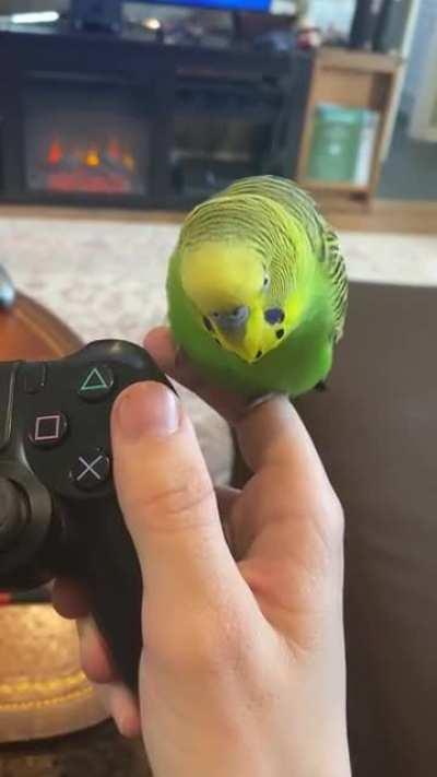 Cute budgie loves to talk!