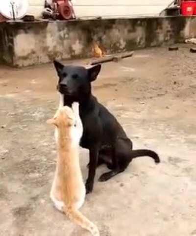 Dr Moggy to pooch patient 