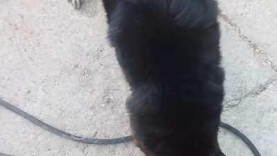 Your dogs enjoy sticks and balls, mine refuses them all in favor of his favorite rock