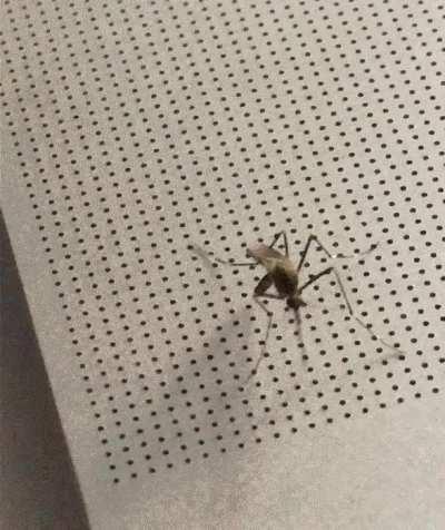 Stupid mosquito sucks laptop’s blood