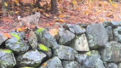 What is this species