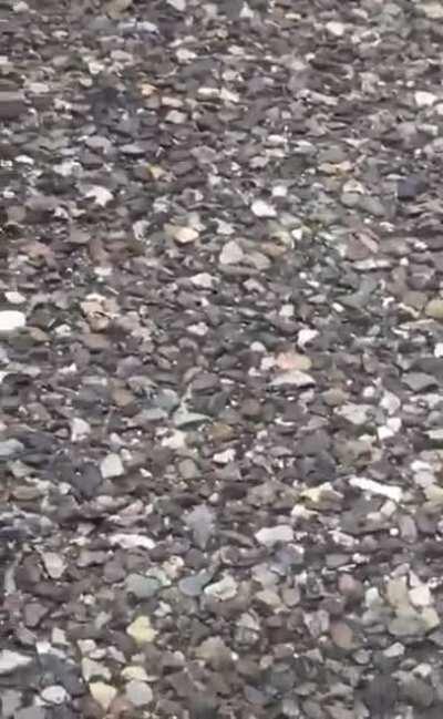 A curious fawn investigates (the fawn left with their mother)