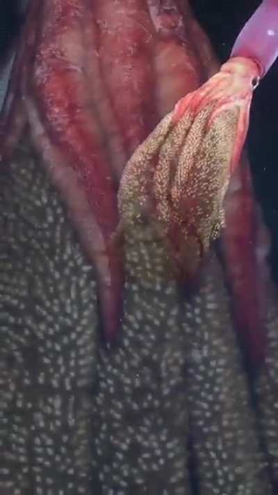 A devoted black-eyed squid mother carries her eggs for months.