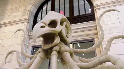 AR Museum Exhibit of Mythical Creature Skeletons