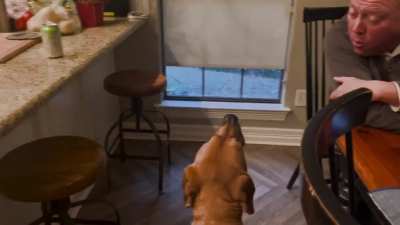 Good morning from Miles, the one eyed black mouth cur. He is an awooo champion.