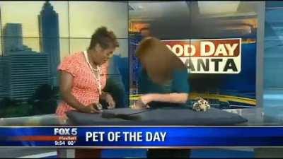 Startled kitty on the news
