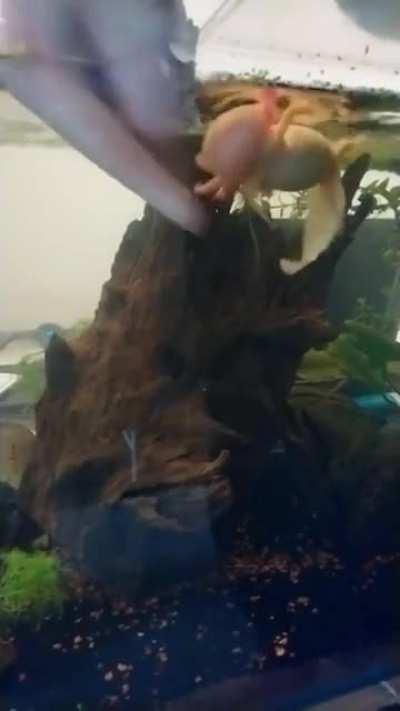 I see your sea horse and turtle. I present my axolotl hunting fingers