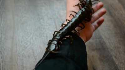 Leila my 10” Scolopendra Gigantea from Venezuela