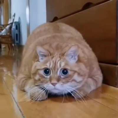 That case when the cat finds a hidden camera