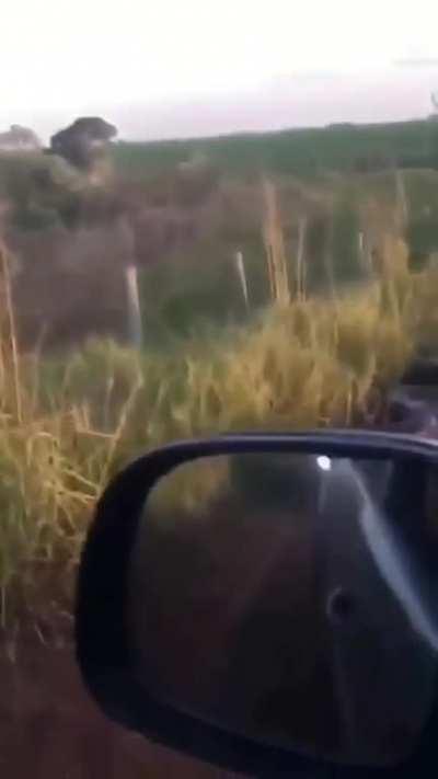 Caution with that anaconda, Eduard!