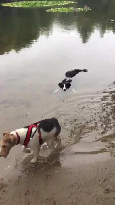 A new crocodile species has been discovered