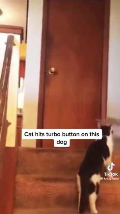 Cat hits turbo button on dog