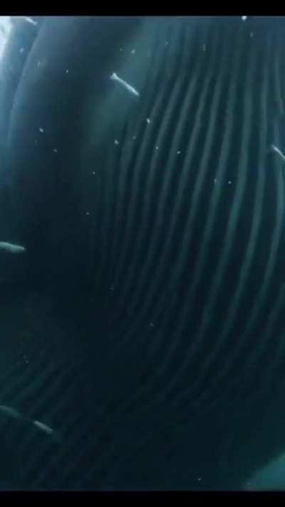 That shark was like ooh shit I'm outta here