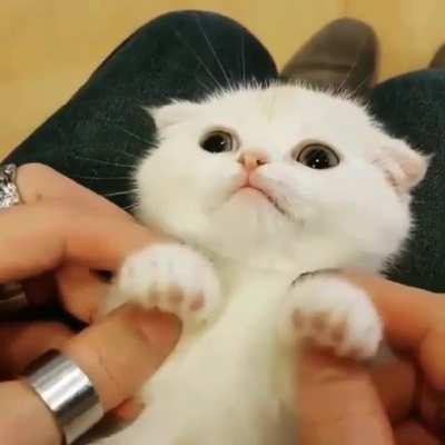 Cute kitten