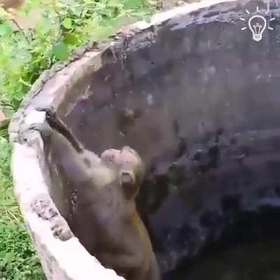 Милота! ☺ Обезьянка пытается спасти котёнка (спойлер - спасает не без помощи лысого кожаного мешка)