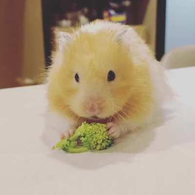 Our picky eater, Sir Fluffs-A-Lot, enjoys a fresh broccoli appetizer.