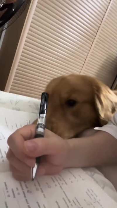 He just wants attention, not study time 😆