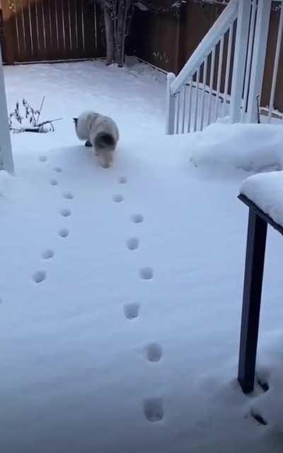 Cat doesn't want to step on snow.