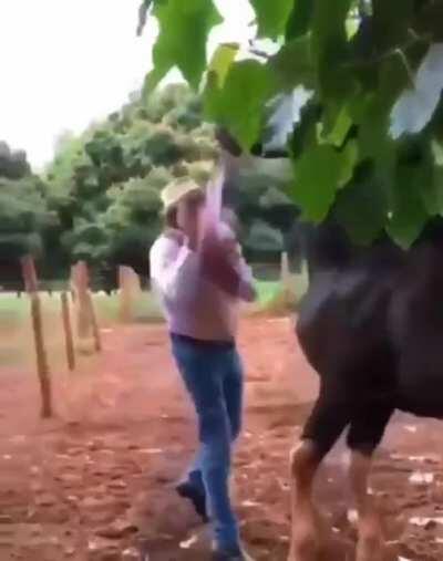 The dog in the background is thinking...