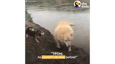 Woman Helps 173-Pound Golden Retriever To Lose Over 100 Pounds