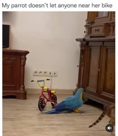Parrot does not want anyone touching his favorite toy.