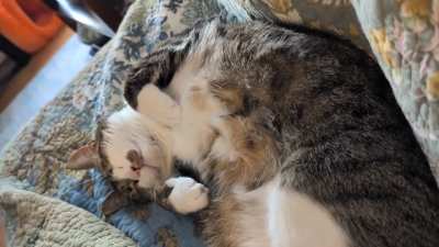 She has the softest belly 😽