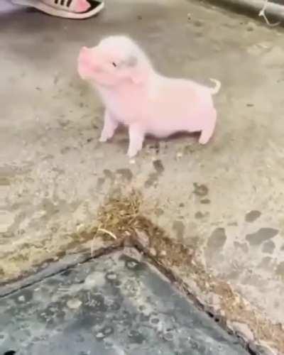 Little Piggy's Hungry ❤️